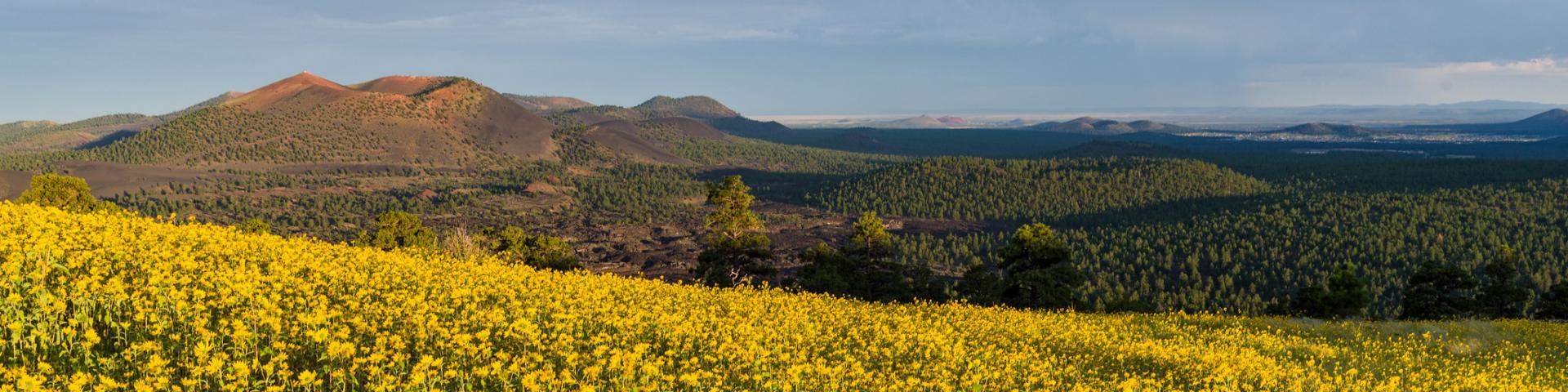 Źródło: Flickr - Coconino National Forest, Ariz. 